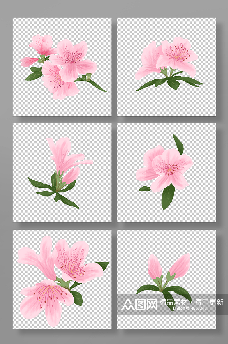 杜鹃花手绘粉色花卉植物花朵元素插画素材
