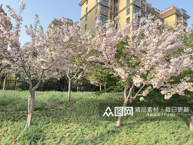 樱花粉色浪漫花海素材