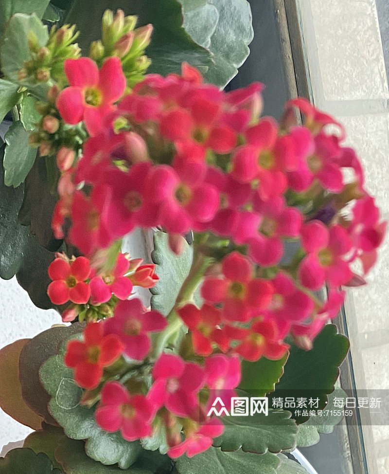 金鸡菊黄色花朵一片黄色花金鸡菊特写素材