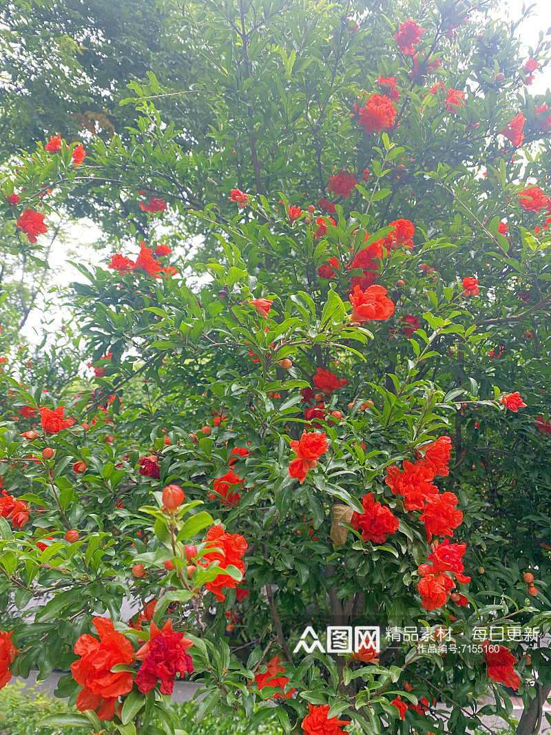 金鸡菊黄色花朵一片黄色花金鸡菊特写素材