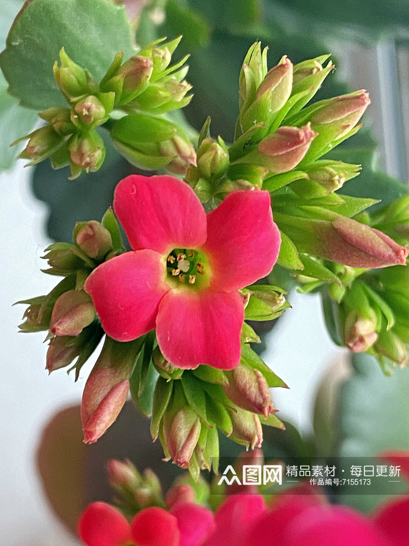 寿星花长寿花盆栽花卉素材