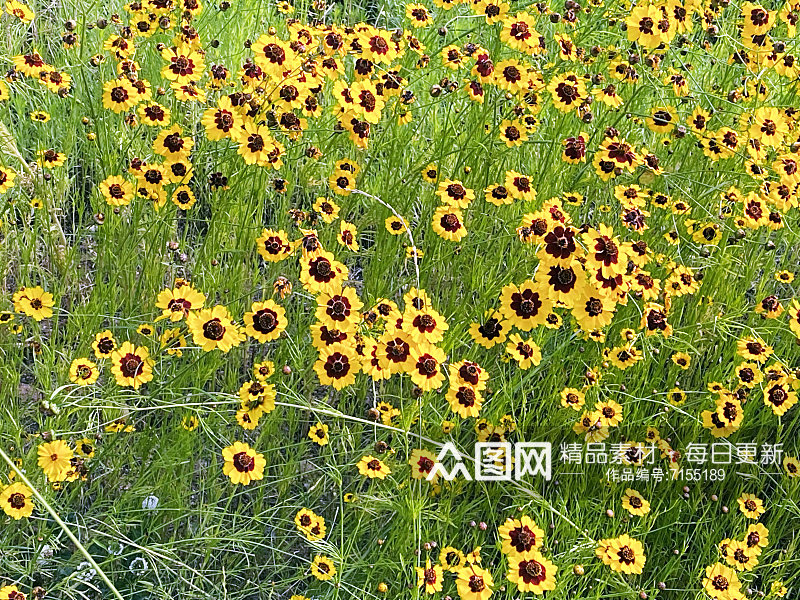小花花朵花卉植物野花背景草坪素材