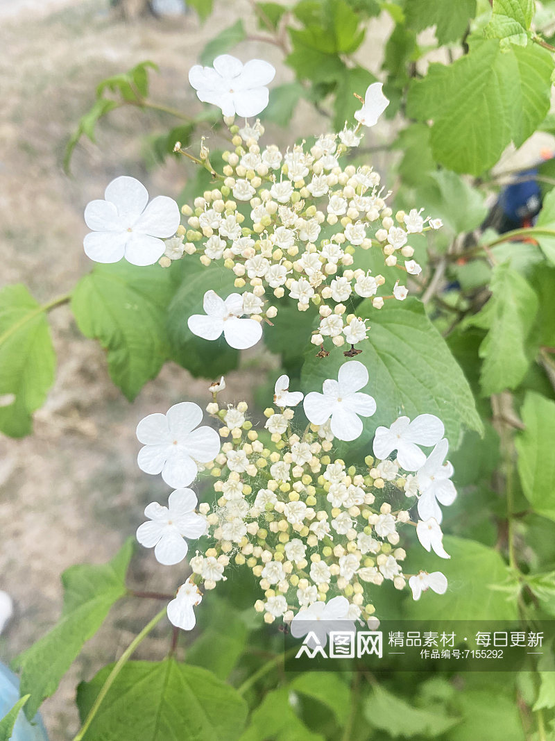 小花花朵花卉植物野花背景草坪素材