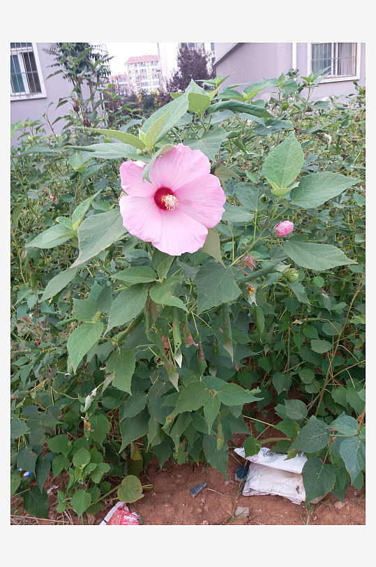 樱花花卉春天赏花