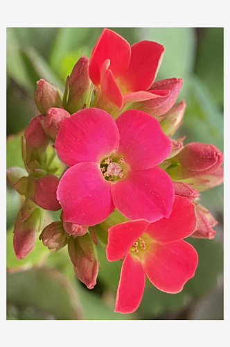 花朵小花一支花植物