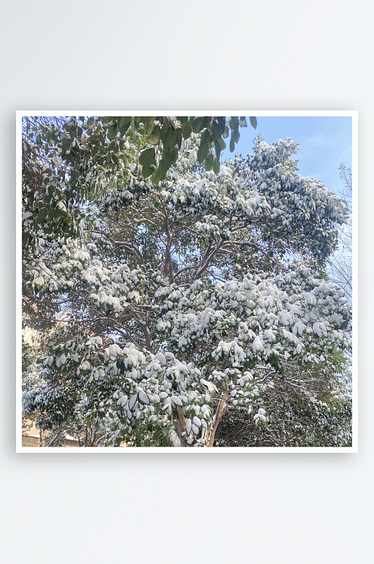 冬天下雪下雪天雪景雪地