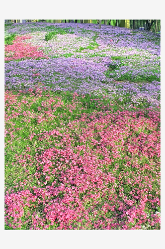 花丛路边花海花朵菊花