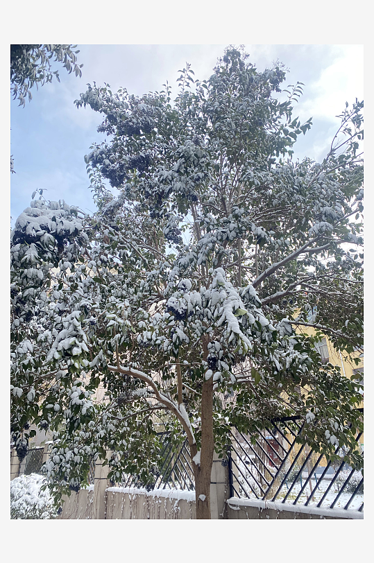 冬天下雪下雪天雪景雪地