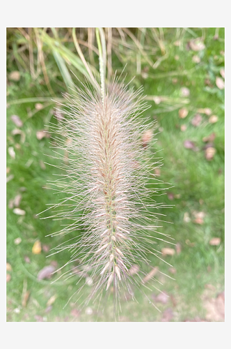 金鸡菊黄色花朵一片黄色花金鸡菊特写