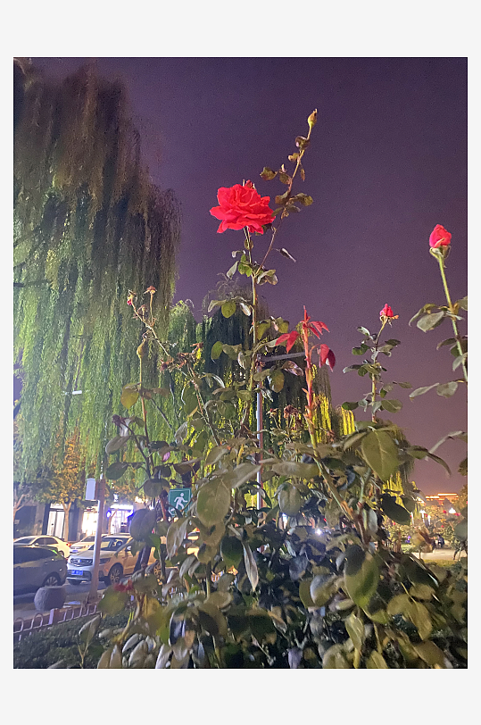 月季花野玫瑰月月红