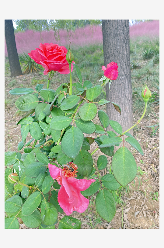 月季花野玫瑰月月红