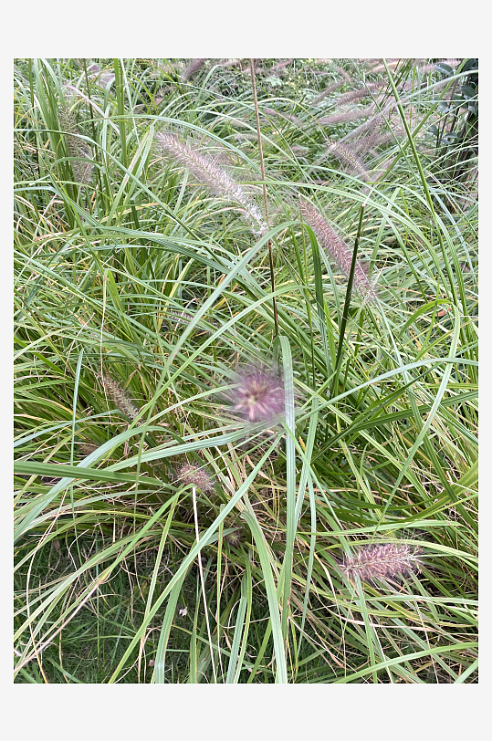 狼尾草园林花草花穗