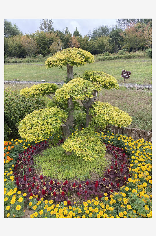 小花花朵花卉植物野花背景草坪