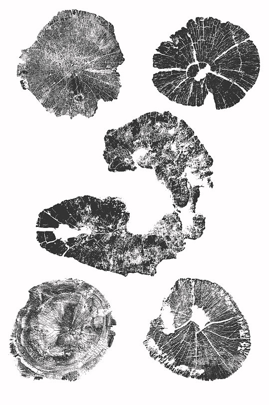 超清树桩横截面年轮矢量EPS二