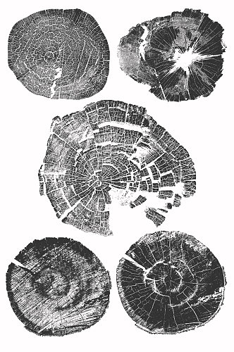 超清树桩横截面年轮矢量EPS一