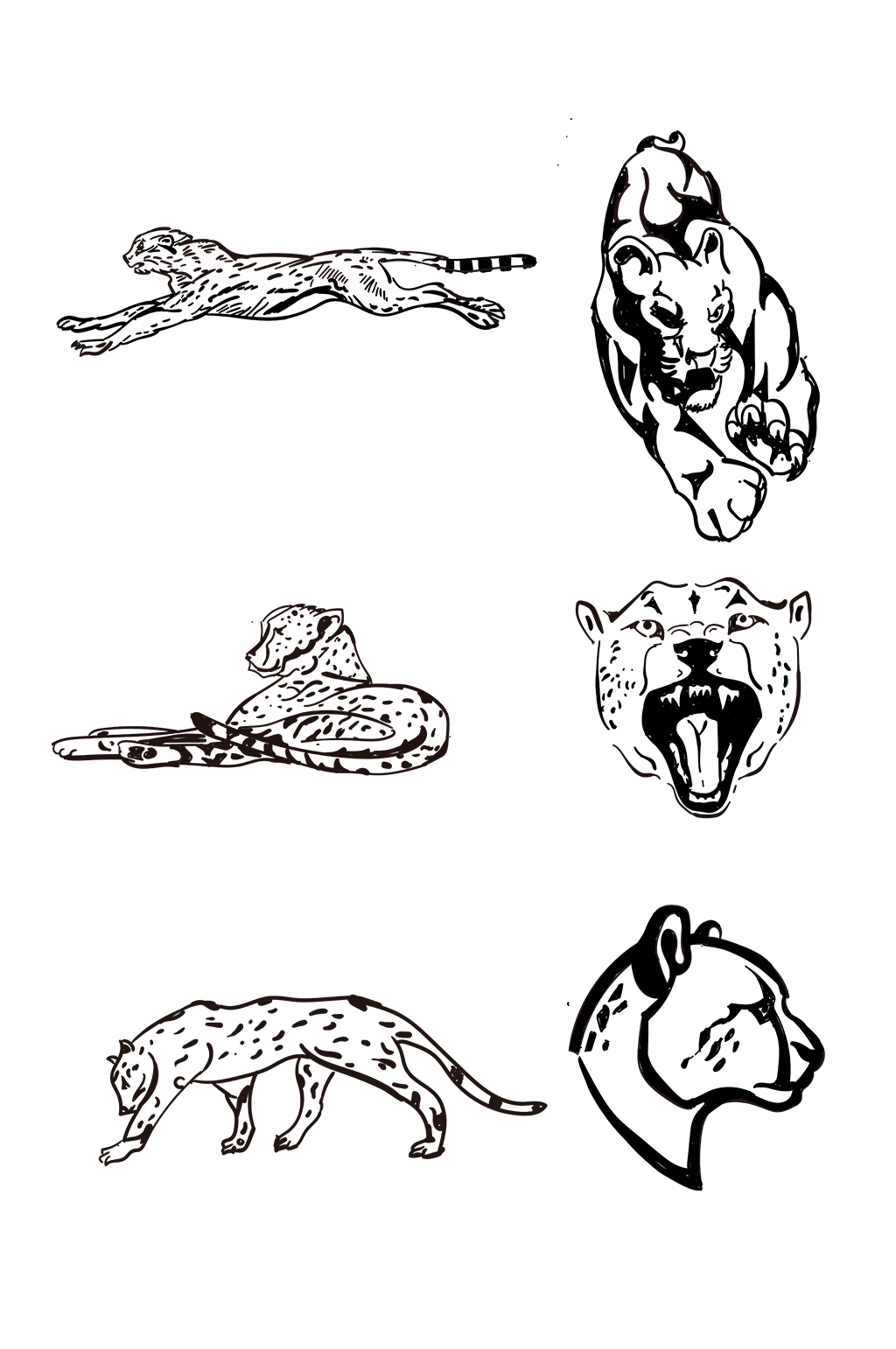 豹子的线描画图片