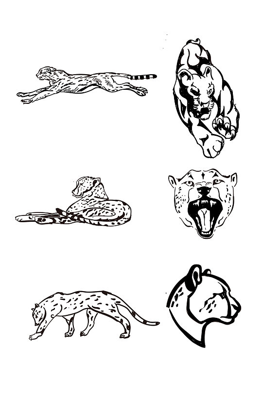 猎豹豹子手绘黑白线稿