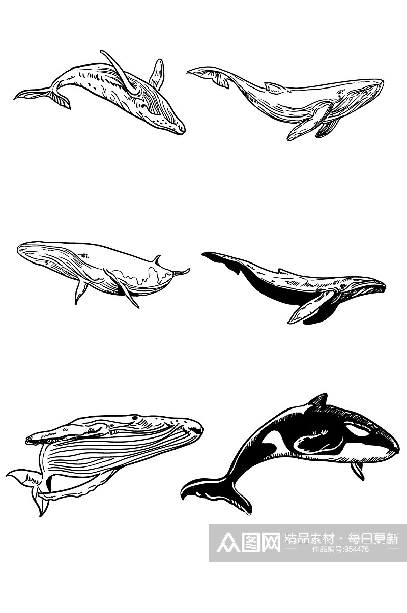 写实风格鲸鱼手绘线描素材