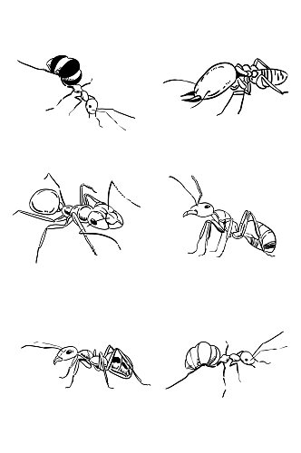 卡通蚂蚁手绘线描蚂蚁