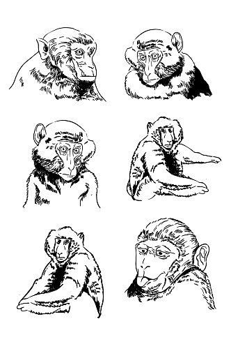 猴子黑白写实手绘