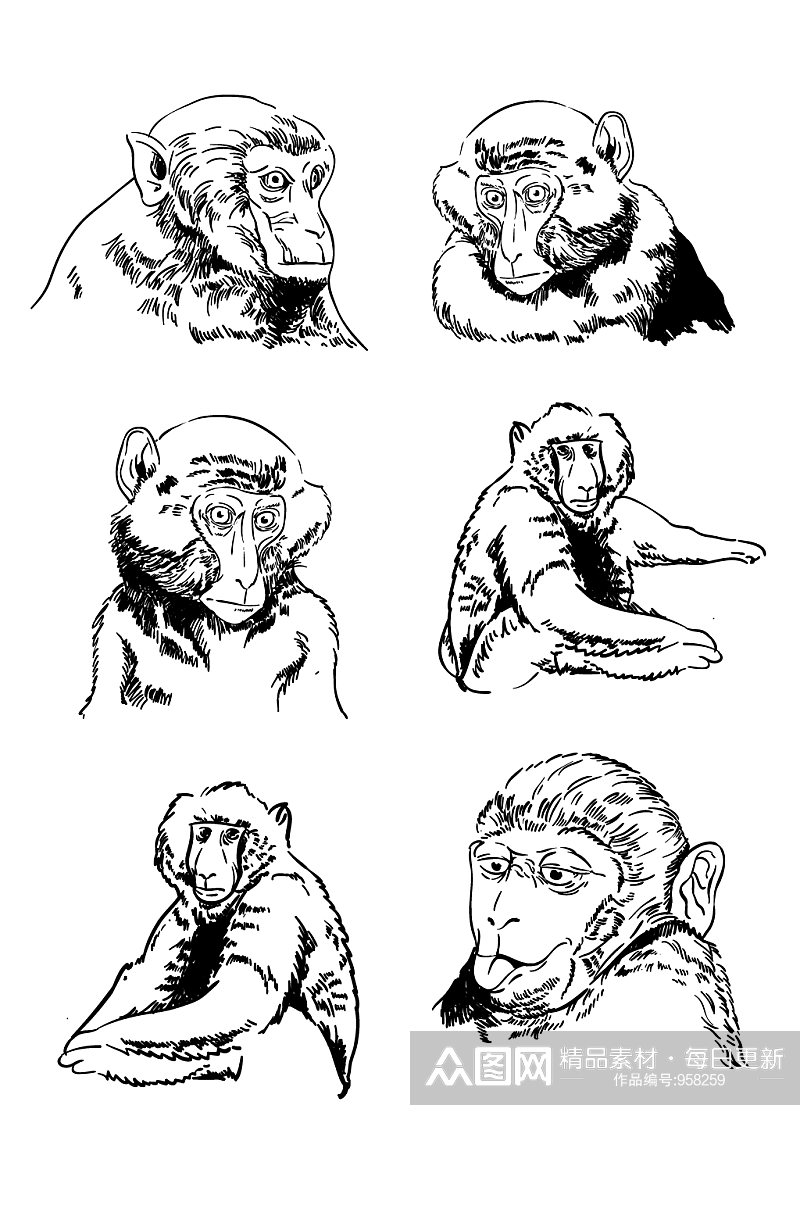 猴子黑白写实手绘素材