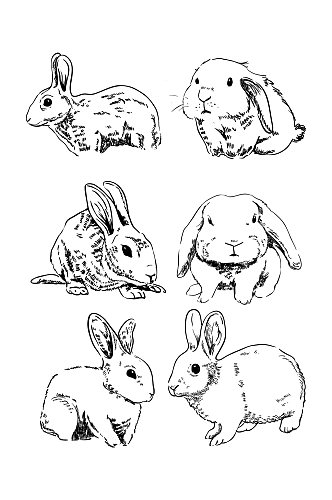 兔子素材写实手绘