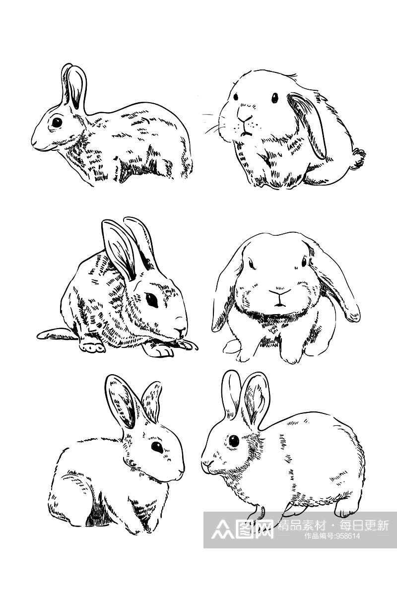 兔子素材写实手绘素材