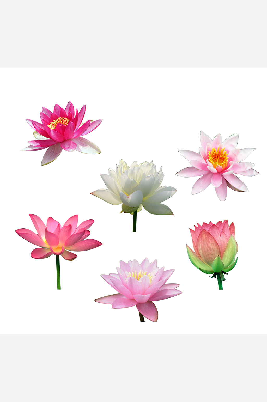 粉色荷花免扣素材素材