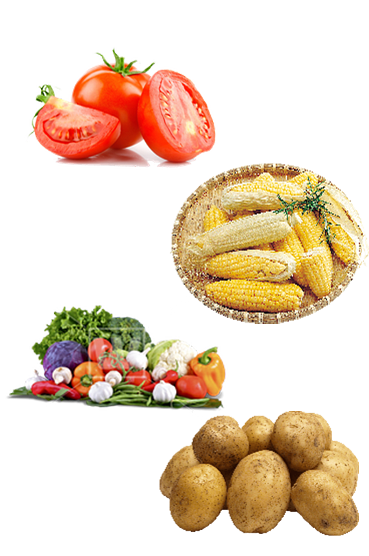 蔬菜品类新鲜合集