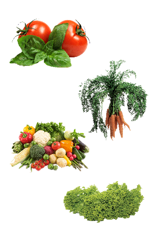 蔬菜品类新鲜合集