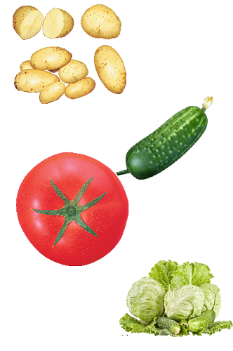 蔬菜品类新鲜合集