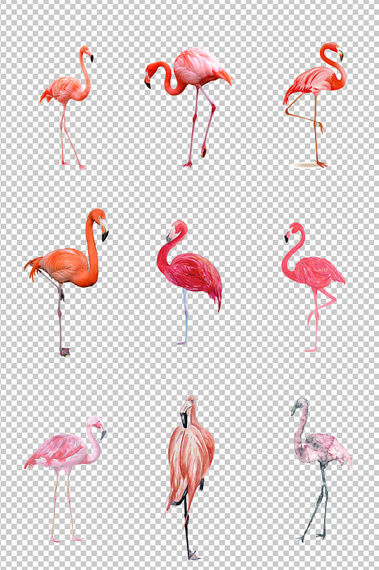 手绘动物火烈鸟素材-众图网