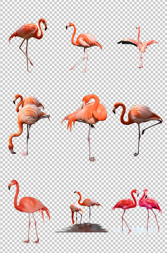 唯美火烈鸟动物素材-众图网