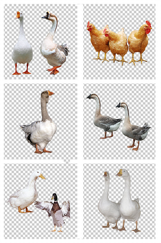 家禽鸡鸭鹅公鸡鸭子素材-众图网