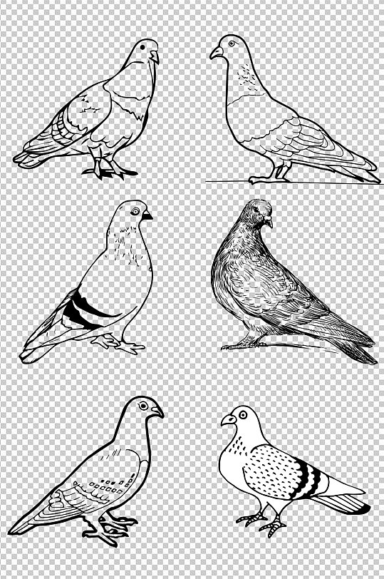 鸽子线描画素材图片