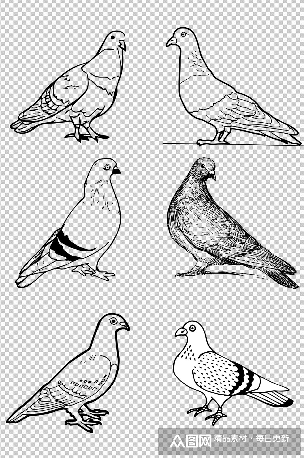 鸽子线描画素材图片