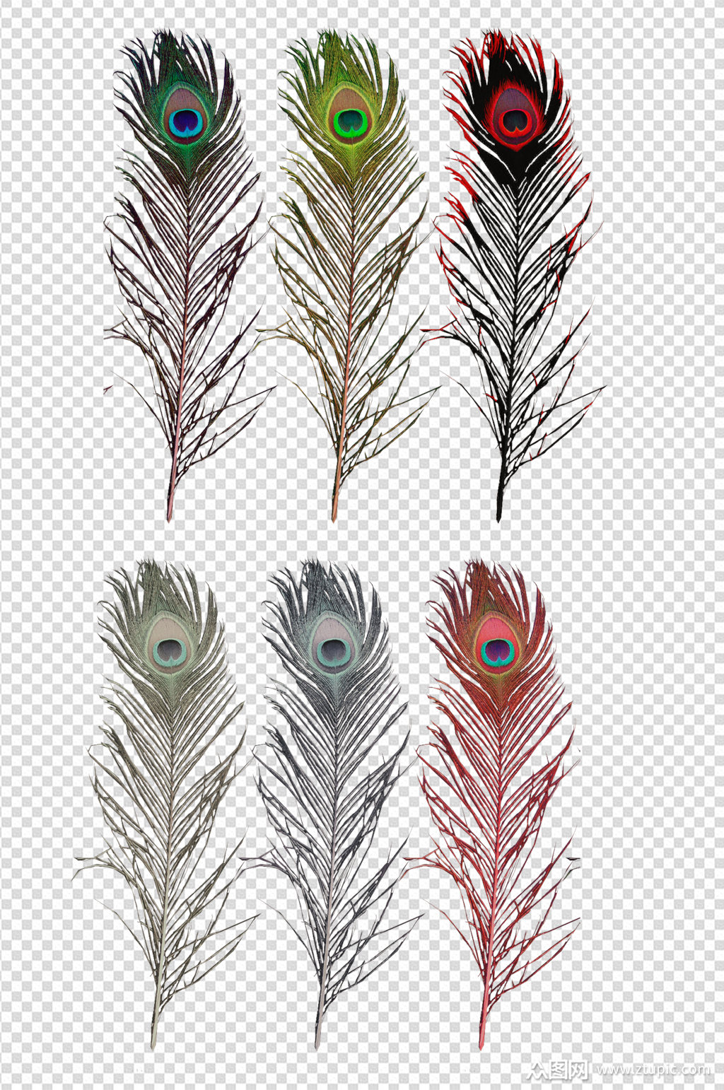 孔雀羽毛素材元素图片