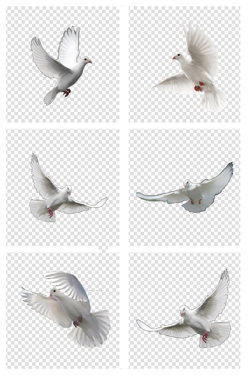 信鸽照片制作模板图片