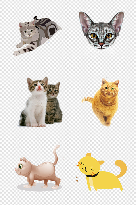 坐着的小猫图片 坐着的小猫素材下载 众图网