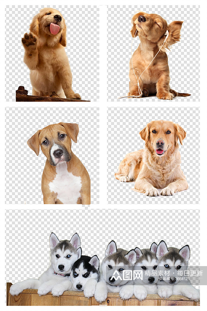 宠物狗动物素材图片 狗元素素材