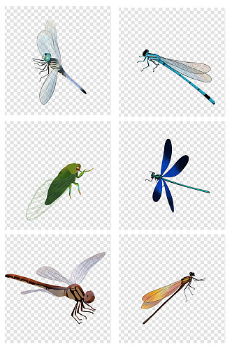 手绘水彩蜻蜓夏季昆虫