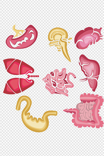 器官心肝肠胃人体五脏