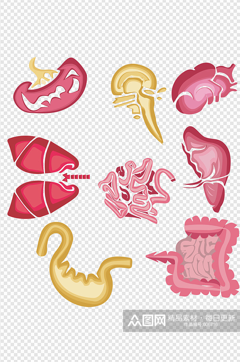 器官心肝肠胃人体五脏素材
