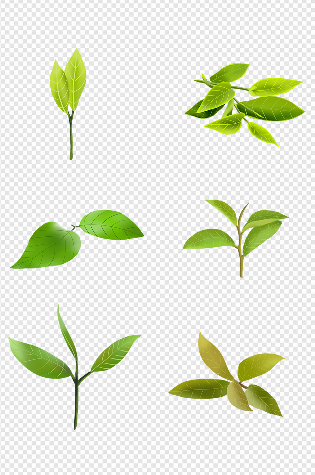 茶叶的生长过程图画图片