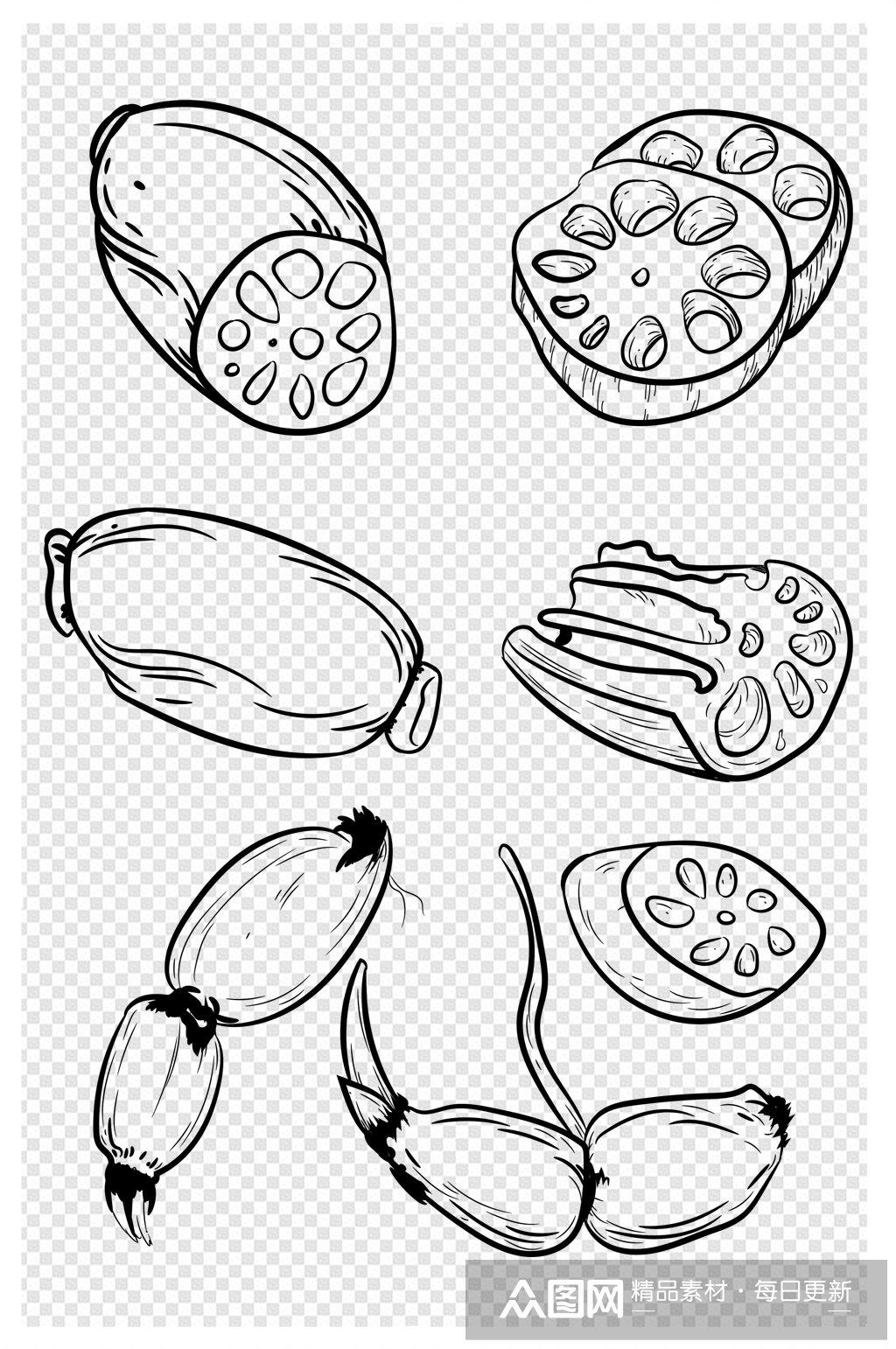 线条画黑白简笔画莲藕线稿