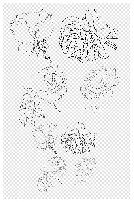 手绘简约月季花插画线描花卉元素