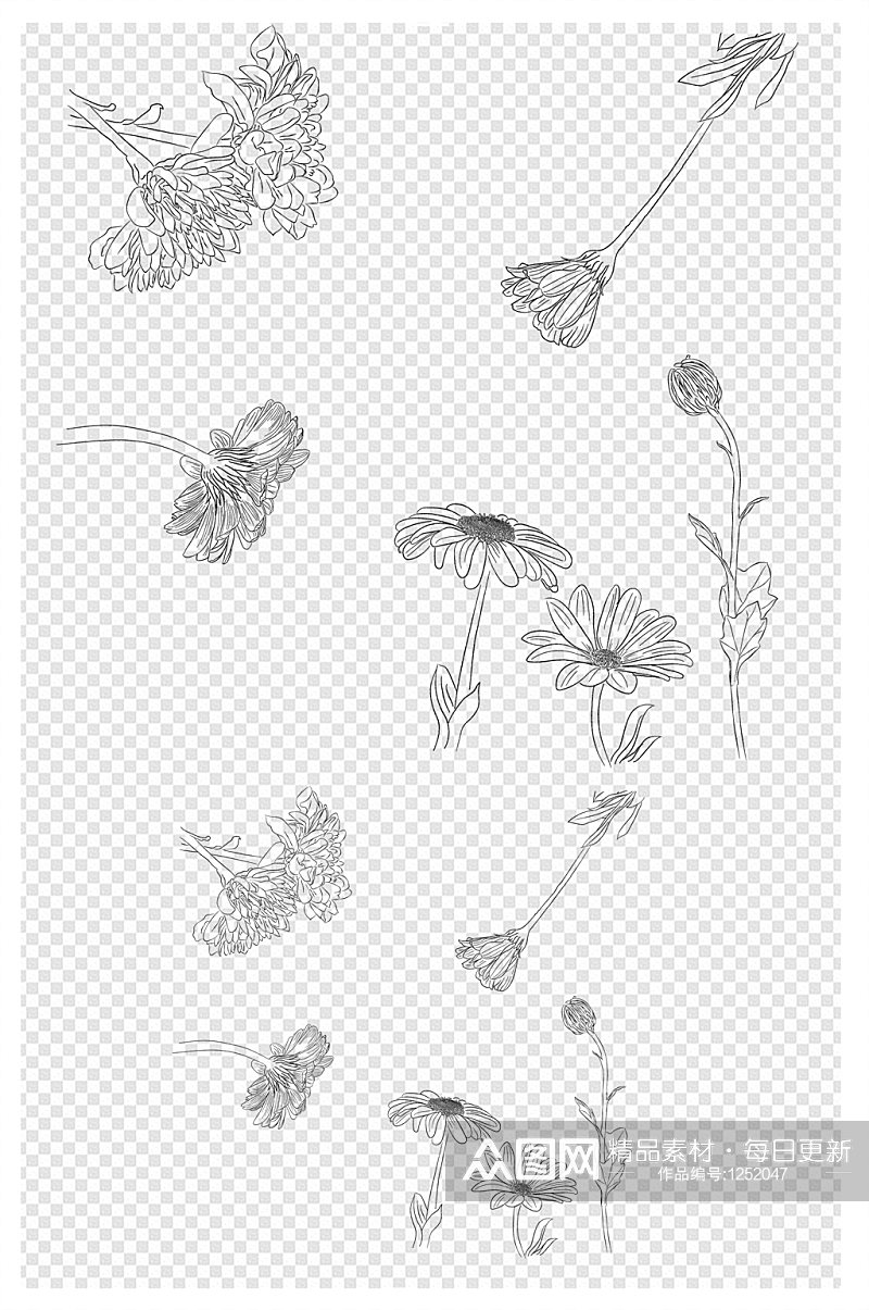 非洲菊雏菊花朵鲜花黑白线稿素材