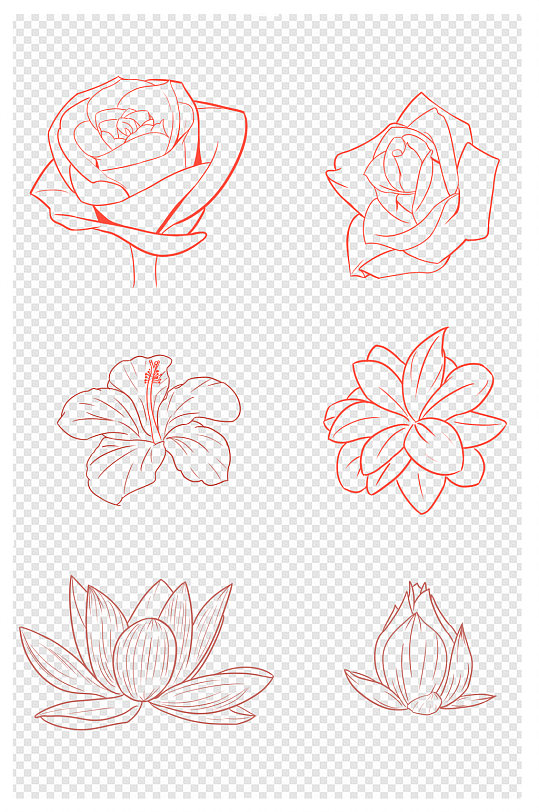 玫瑰荷花扶桑线稿荷花玫瑰花