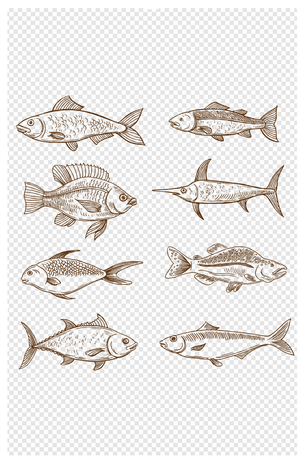各种各样的鱼 线条画图片