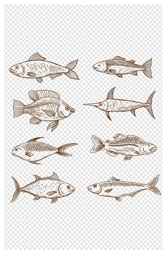 手绘各种各样的鱼线描鱼